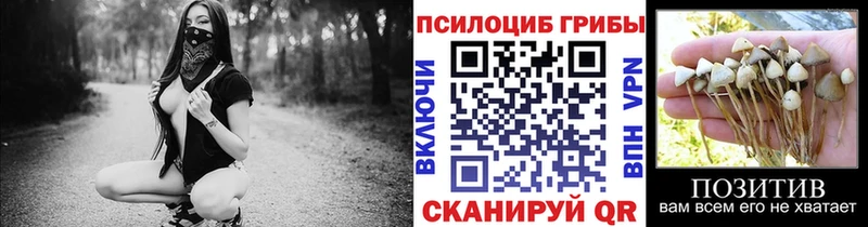что такое   Кувандык  Псилоцибиновые грибы Psilocybe 